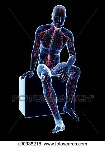 Male nervous system, artwork View Large Illustration Stock Illustration - Male nervous system, artwork. Fotosearch