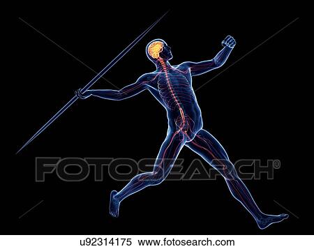 Stock Illustration - Male nervous system, artwork. Fotosearch
