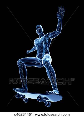 Male skeleton, artwork View Large Illustration Clip Art - Male skeleton, artwork. Fotosearch