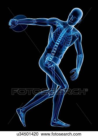 Male skeleton, artwork View Large Illustration Clipart - Male skeleton, artwork. Fotosearch