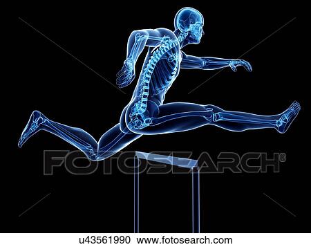 Male skeleton, artwork View Large Illustration Clipart - Male skeleton, artwork. Fotosearch