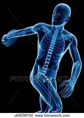 Clipart - Male skeleton, artwork. Fotosearch