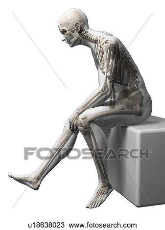 Drawing - Male skeleton, artwork. Fotosearch
