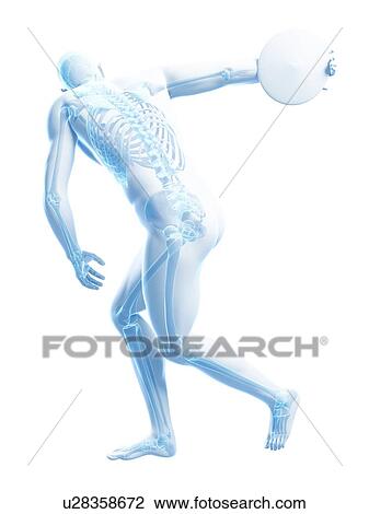 Male skeleton, artwork View Large Illustration Drawing - Male skeleton, artwork. Fotosearch