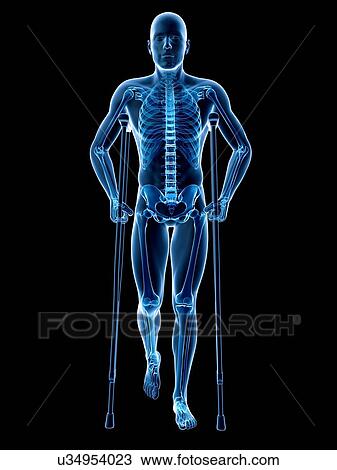 Male skeleton, artwork View Large Illustration Drawing - Male skeleton, artwork. Fotosearch