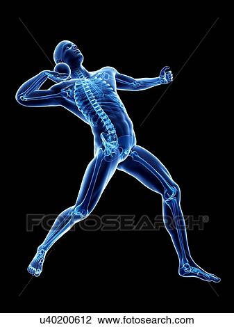 Male skeleton, artwork View Large Illustration Drawing - Male skeleton, artwork. Fotosearch