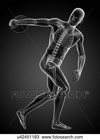 Male skeleton, artwork View Large Illustration Drawing - Male skeleton, artwork. Fotosearch