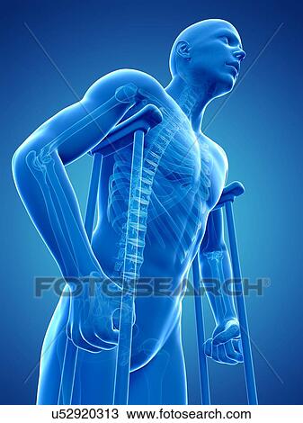 Drawing - Male skeleton, artwork. Fotosearch