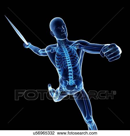 Drawing - Male skeleton, artwork. Fotosearch