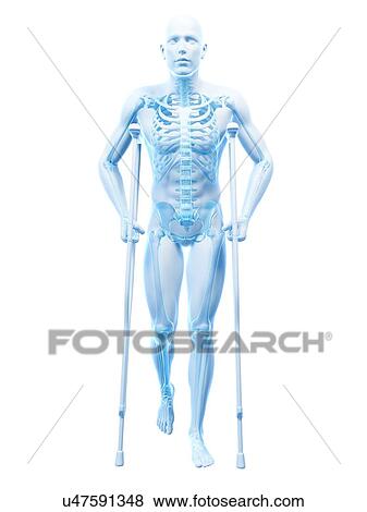 Male skeleton, artwork View Large Illustration Stock Illustration - Male skeleton, artwork. Fotosearch
