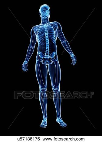 Stock Illustration - Male skeleton, artwork. Fotosearch