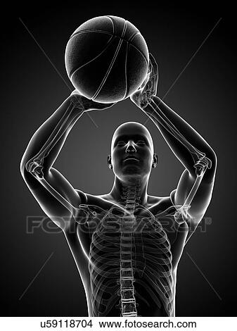 Male skeleton, artwork View Large Illustration Stock Illustration - Male skeleton, artwork. Fotosearch