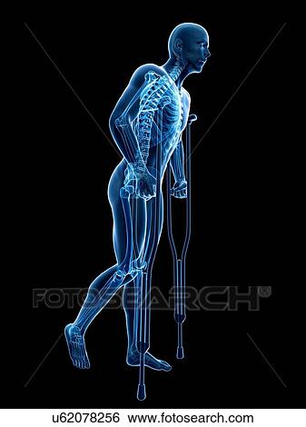 Male skeleton, artwork View Large Illustration Stock Illustration - Male skeleton, artwork. Fotosearch