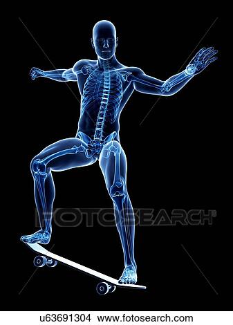 Male skeleton, artwork View Large Illustration Stock Illustration - Male skeleton, artwork. Fotosearch