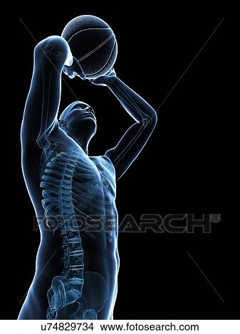 Male skeleton, artwork View Large Illustration Stock Illustration - Male skeleton, artwork. Fotosearch