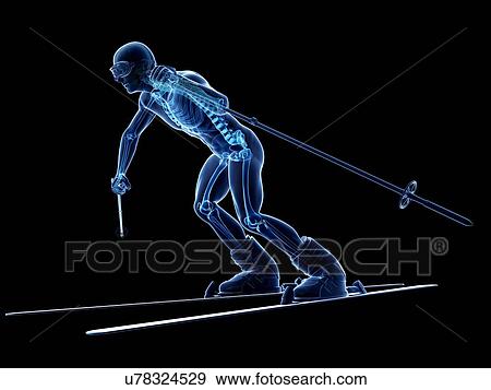Male skeleton, artwork View Large Illustration Stock Illustration - Male skeleton, artwork. Fotosearch