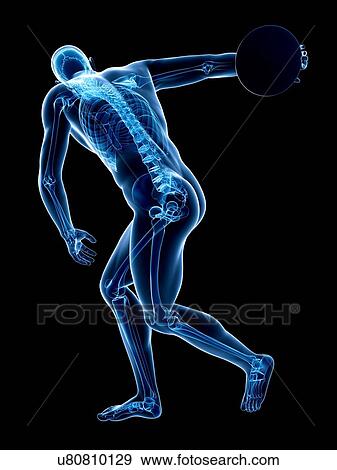 Male skeleton, artwork View Large Illustration Stock Illustration - Male skeleton, artwork. Fotosearch