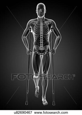 Male skeleton, artwork View Large Illustration Stock Illustration - Male skeleton, artwork. Fotosearch