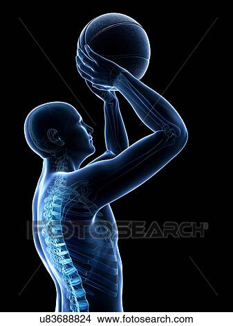 Stock Illustration - Male skeleton, artwork. Fotosearch