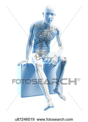 Male skeleton, artwork View Large Illustration Stock Illustration - Male skeleton, artwork. Fotosearch