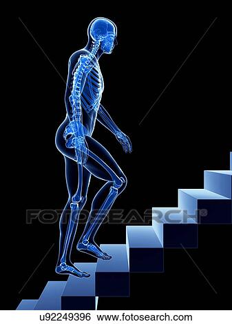 Stock Illustration - Male skeleton, artwork. Fotosearch