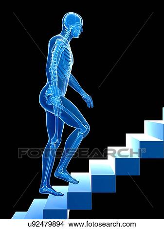 Male skeleton, artwork View Large Illustration Stock Illustration - Male skeleton, artwork. Fotosearch