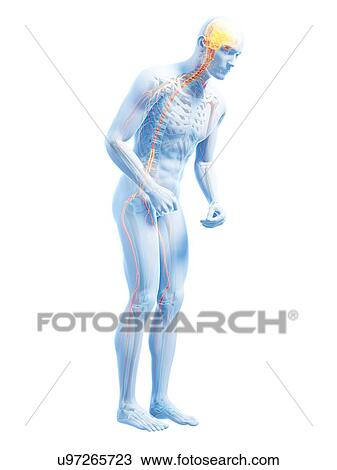 Parkinson's disease, conceptual artwork View Large Illustration Drawing - Parkinson's disease, conceptual artwork. Fotosearch