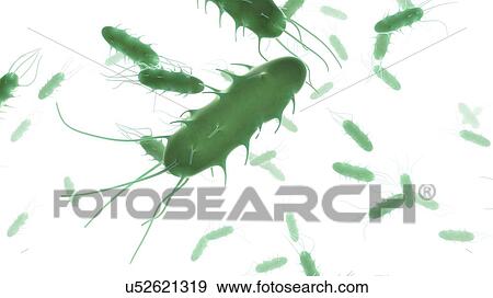 Stock Illustration - Rod-shaped bacteria, artwork. Fotosearch