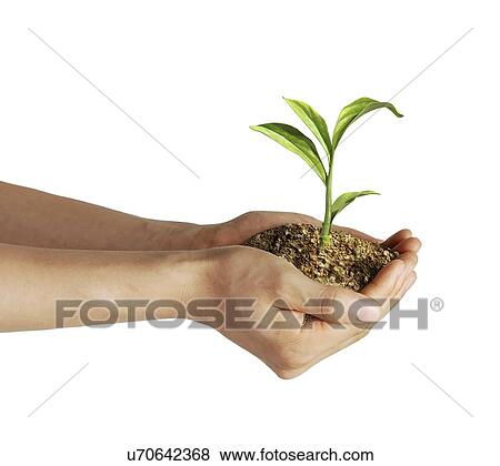 Seedling, artwork View Large Illustration Stock Illustration - Seedling, artwork. Fotosearch