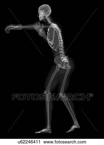 Skeleton boxing, artwork View Large Illustration Clip Art - Skeleton boxing, artwork. Fotosearch