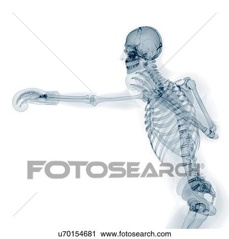 Skeleton boxing, artwork View Large Illustration Clip Art - Skeleton boxing, artwork. Fotosearch