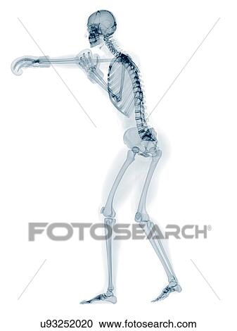 Skeleton boxing, artwork View Large Illustration Clipart - Skeleton boxing, artwork. Fotosearch