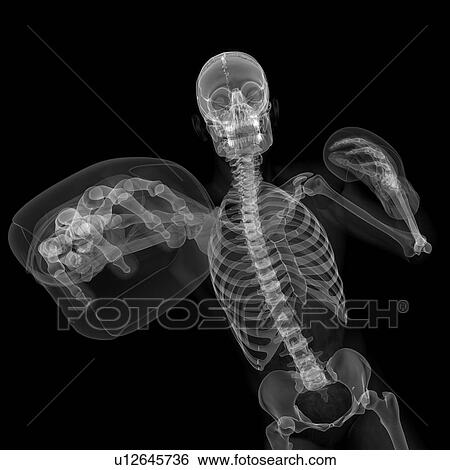 Skeleton boxing, artwork View Large Illustration Stock Illustration - Skeleton boxing, artwork. Fotosearch