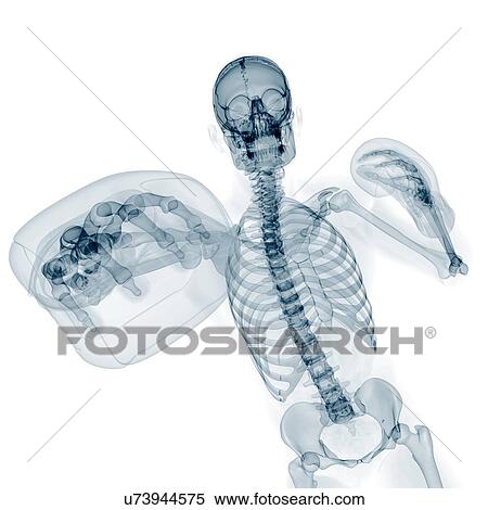 Stock Illustration - Skeleton boxing, artwork. Fotosearch