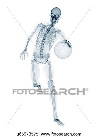 Skeleton playing basketball, artwork View Large Illustration Stock Illustration - Skeleton playing basketball, artwork. Fotosearch