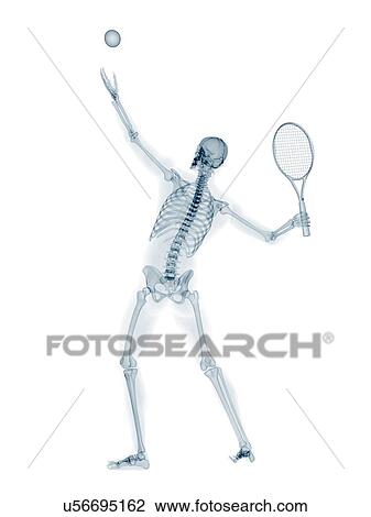 Skeleton playing tennis, artwork View Large Illustration Drawing - Skeleton playing tennis, artwork. Fotosearch