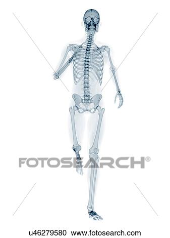 Skeleton running, artwork View Large Illustration Clipart - Skeleton running, artwork. Fotosearch