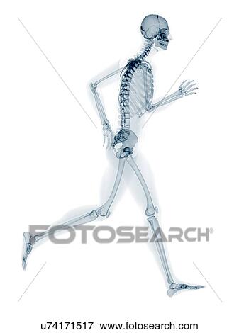 Stock Illustration - Skeleton running, artwork. Fotosearch