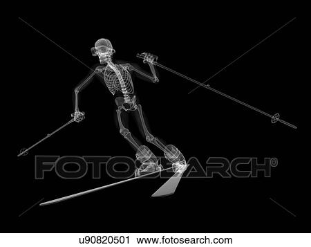Skeleton skiing, artwork View Large Illustration Clip Art - Skeleton skiing, artwork. Fotosearch