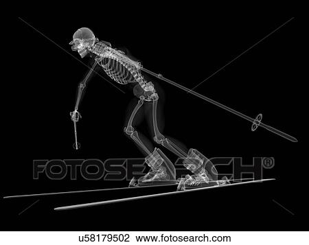 Drawing - Skeleton skiing, artwork. Fotosearch