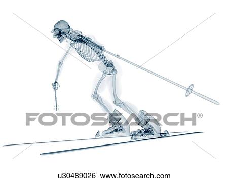 Skeleton skiing, artwork View Large Illustration Stock Illustration - Skeleton skiing, artwork. Fotosearch