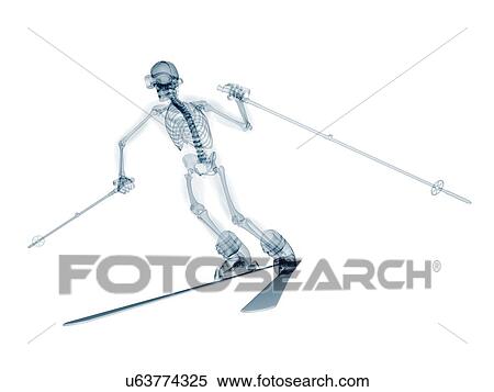 Stock Illustration - Skeleton skiing, artwork. Fotosearch