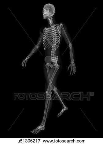 Stock Illustration - Skeleton walking, artwork. Fotosearch