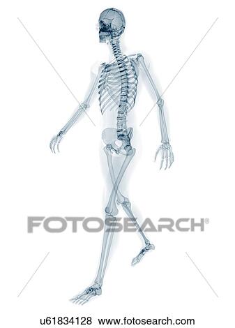 Skeleton walking, artwork View Large Illustration Stock Illustration - Skeleton walking, artwork. Fotosearch