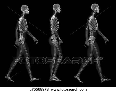 Stock Illustration - Skeleton walking, artwork. Fotosearch
