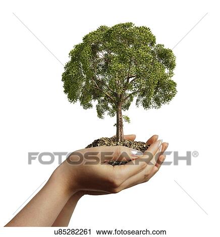 Tree, artwork View Large Illustration Clip Art - Tree, artwork. Fotosearch