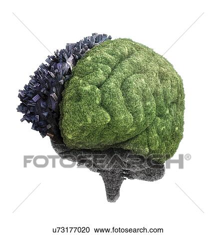 Urban and rural brain, conceptual artwork View Large Illustration Clipart - Urban and rural brain, conceptual artwork. Fotosearch