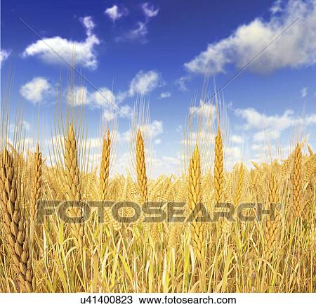 Drawing - Wheat field, artwork. Fotosearch