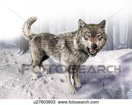 Wolf, artwork View Large Illustration Drawing - Wolf, artwork. Fotosearch