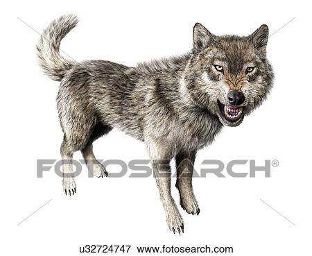 Wolf, artwork View Large Illustration Stock Illustration - Wolf, artwork. Fotosearch